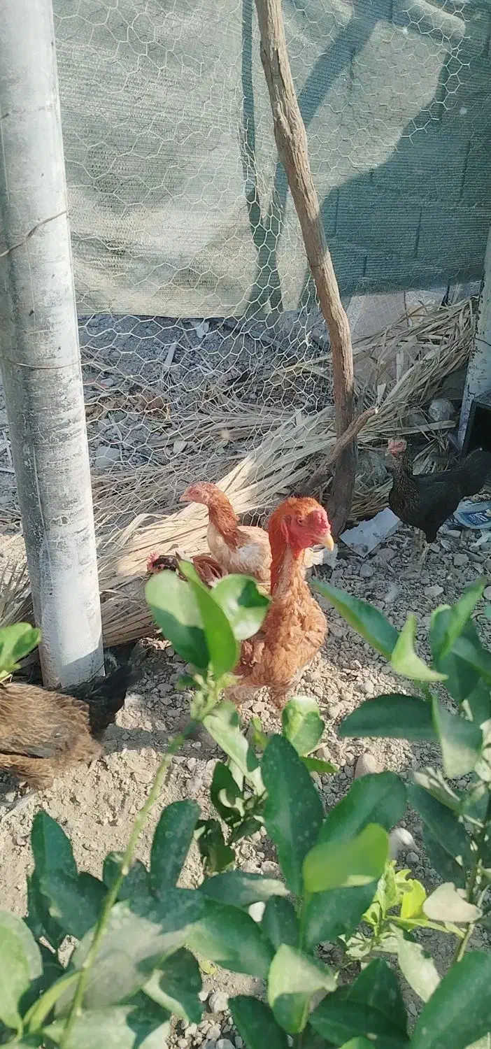 سلاممرغوخروسفروشی|حیوانات مزرعه|توکهور, |دیوار