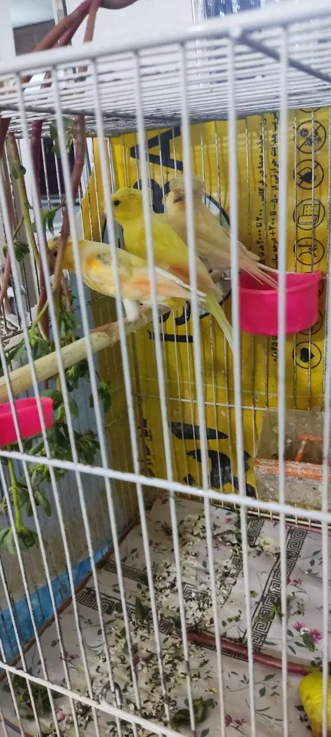 قناری نر|پرنده|مشهد, شهید قربانی|دیوار