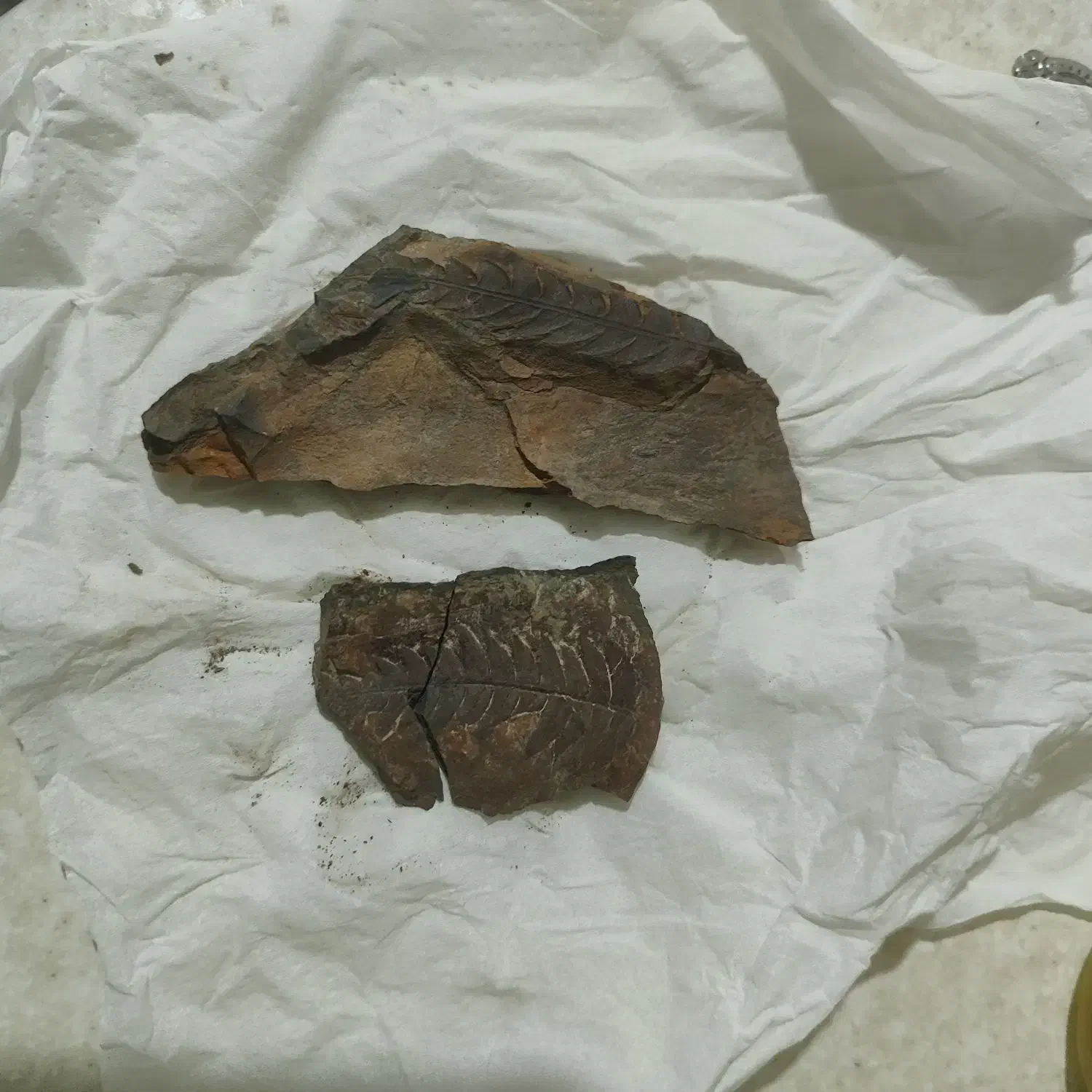 چند تا سنگ فسیلی باستانی|جواهرات|کرمان, |دیوار