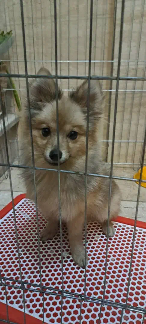 توله سگ پامرانین|سگ|تهران, مختاری|دیوار