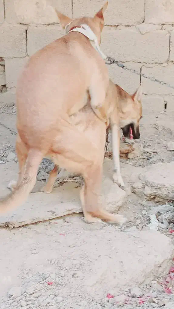 سگ لوتی ماده ۶ ماه|سگ|اهواز, غیزانیه|دیوار