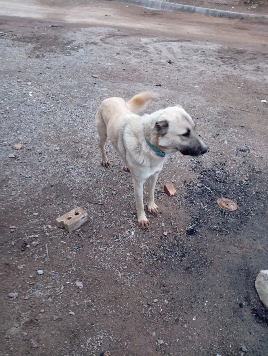 سگ گله|سگ|انگوران, |دیوار