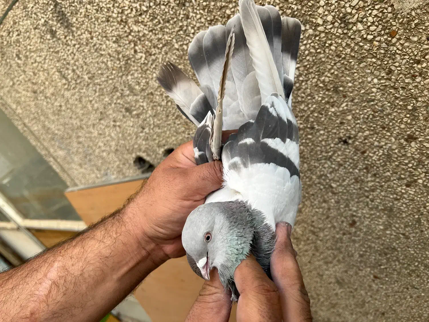 ۷تا کفتر درجه یک برای بلندی|پرنده|تهران, باغ خزانه|دیوار