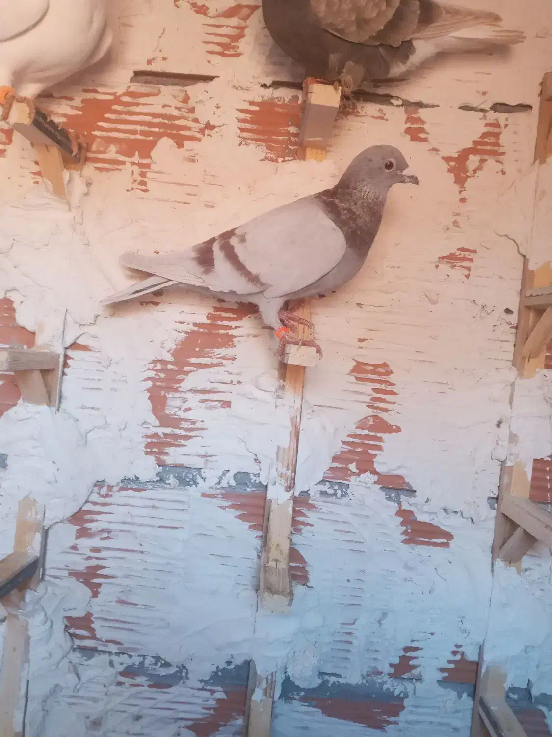 چهارتا حیوان پرشی ضربه ضمانتی|پرنده|بجنورد, |دیوار