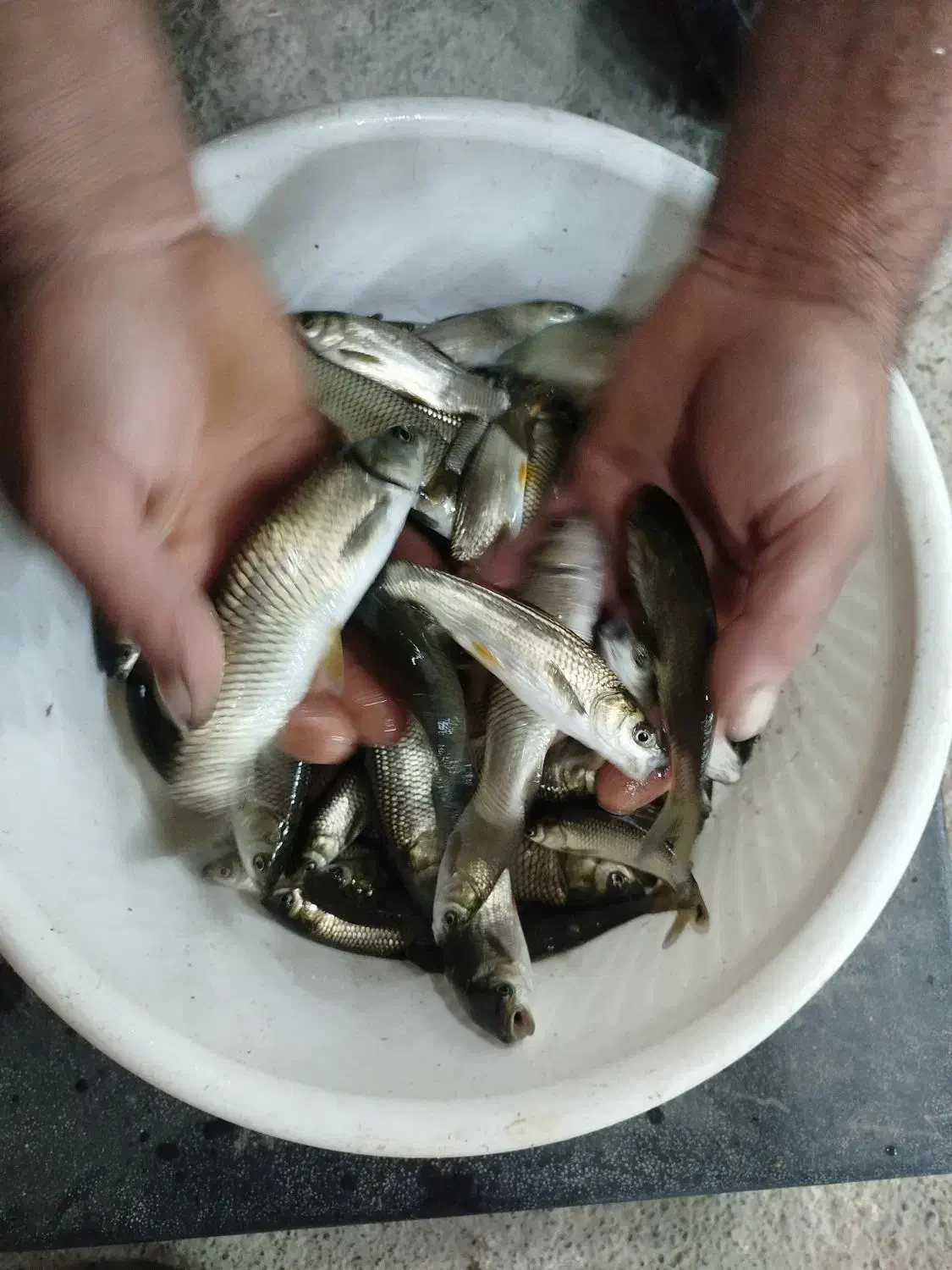 بچه ماهی کپور و آمور|عمدهفروشی|سنگر, |دیوار