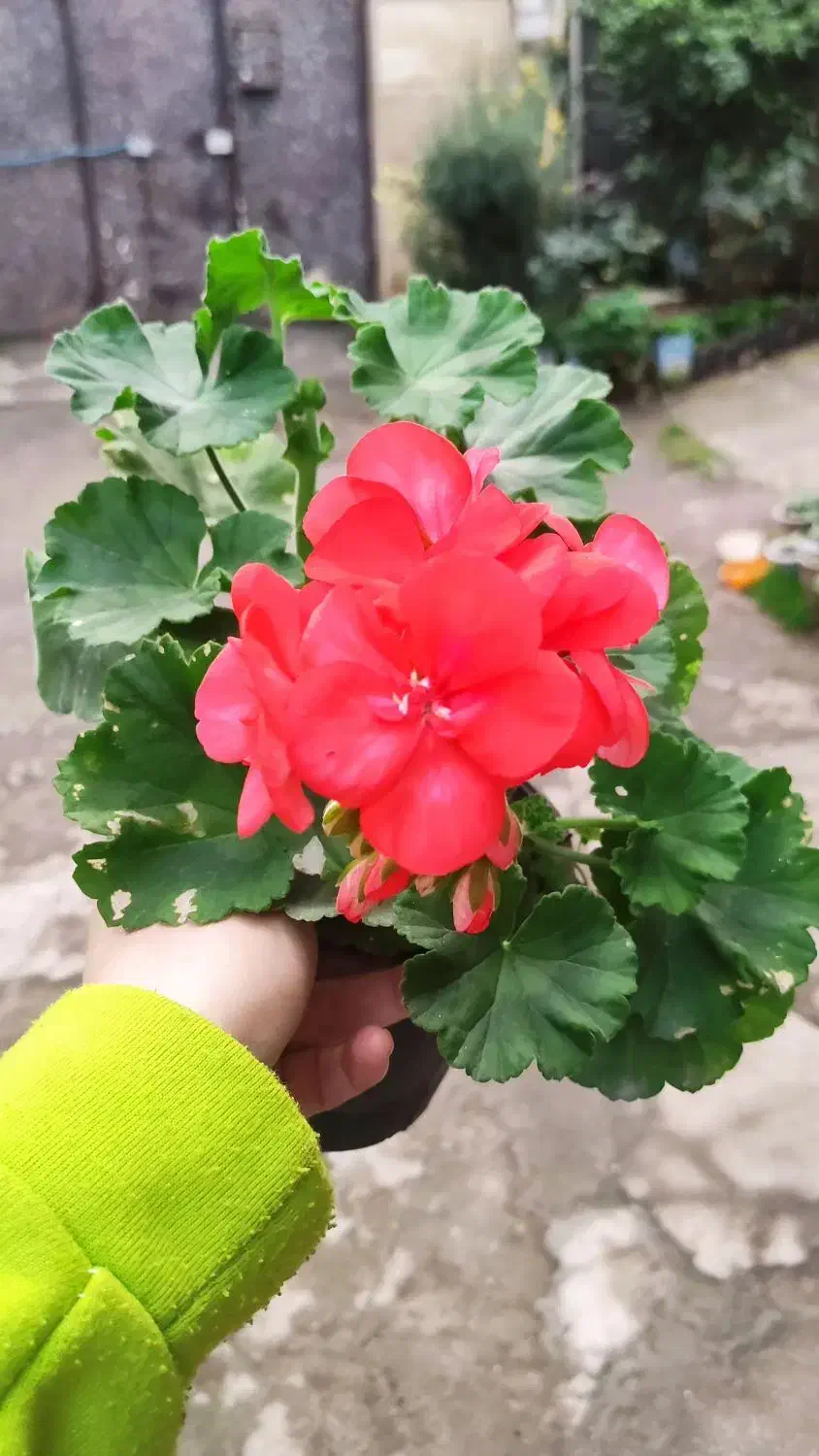 گل های سینره 5-10-هزار شمعدانی 100و150هزار|گل و گیاه طبیعی|تالش, هشتپر|دیوار