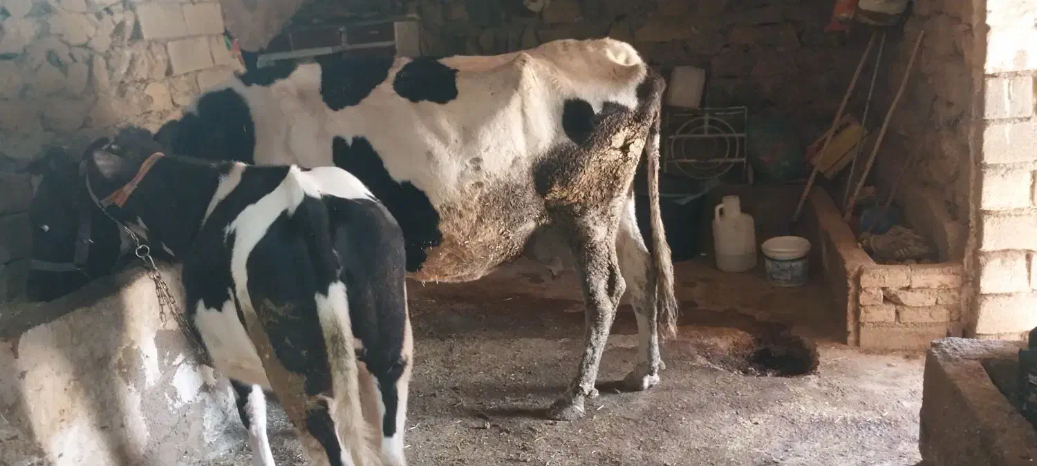گاو و گوساله هلشتاین|حیوانات مزرعه|موچش, |دیوار