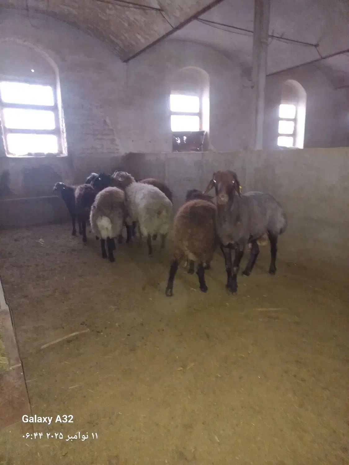 گوسفند هترو|حیوانات مزرعه|کاشان, شهرک صنعتی فتح المبین|دیوار