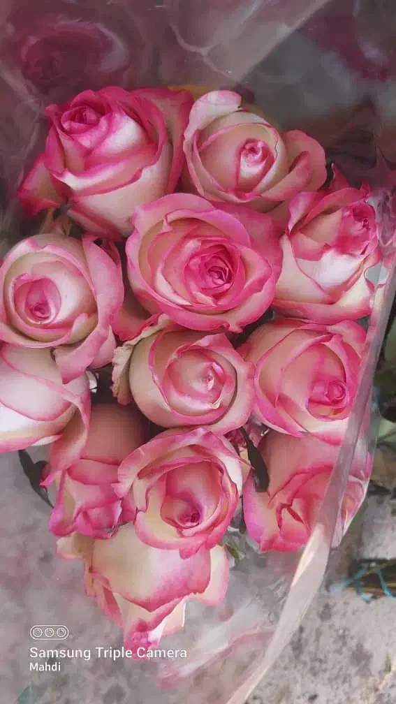 پخش گل از گلخانه(پخش گل سید)|گل و گیاه طبیعی|ری, بازار گل خاوران|دیوار