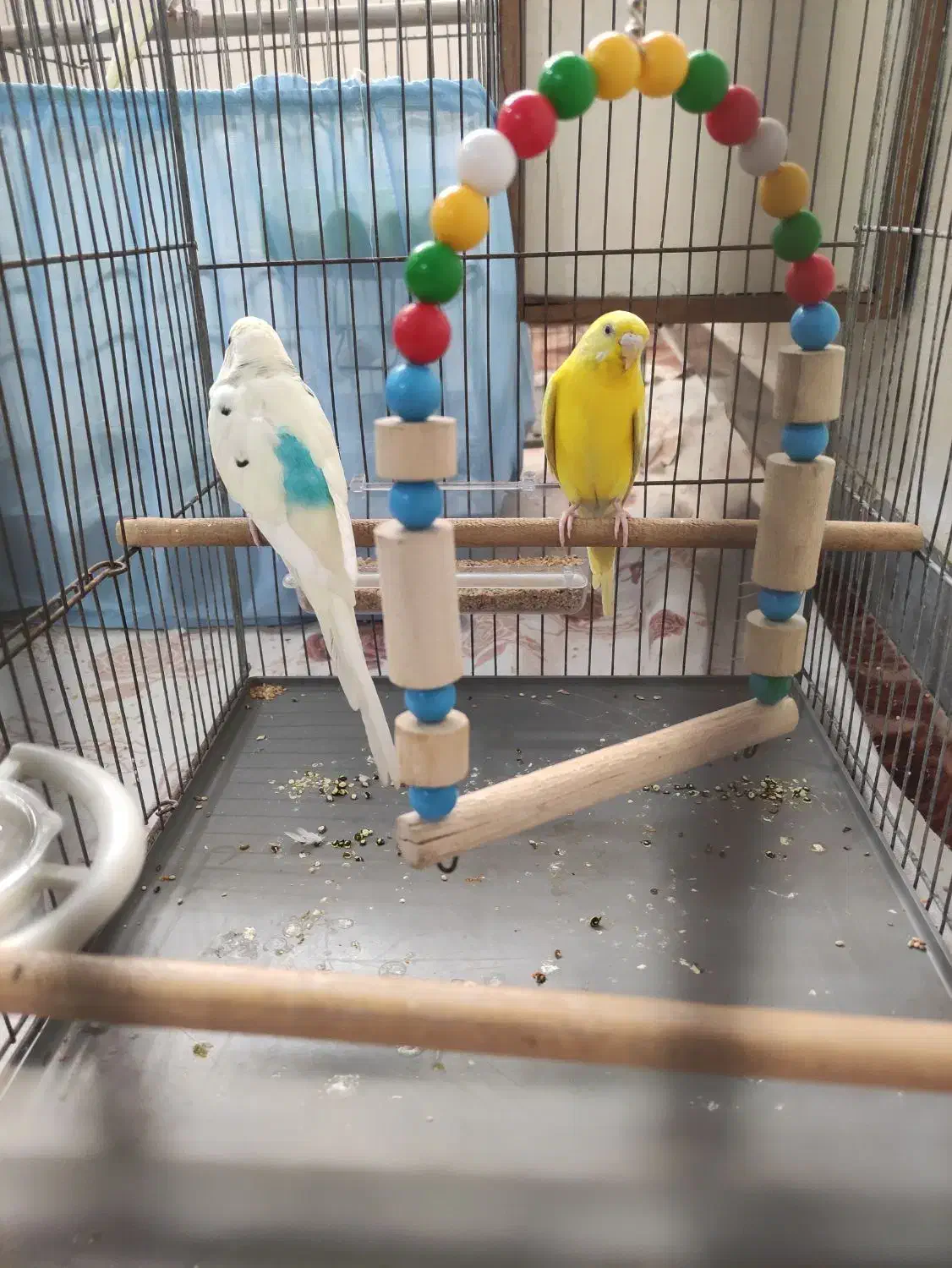 مرغ عشق نر ماده|پرنده|هشتگرد, هشتگرد قدیم|دیوار