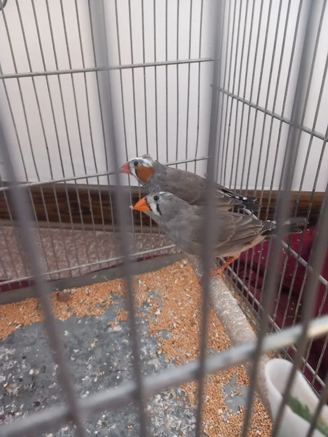 فنج|پرنده|مشکین‌دشت, |دیوار