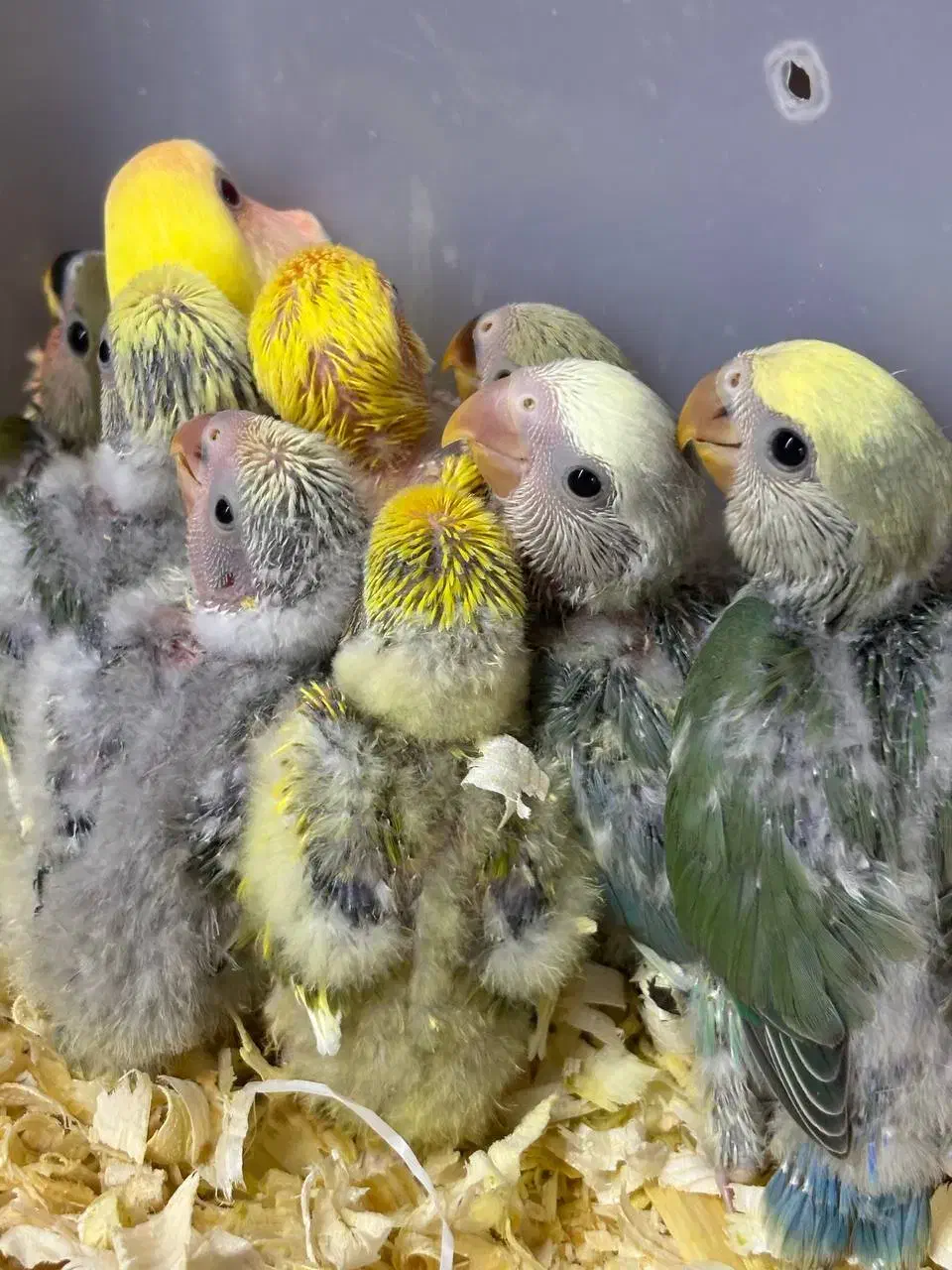 طوطی برزیلی سرلاکی در انواع رنگ پرنده سرای توئیتی|پرنده|قائمشهر, |دیوار