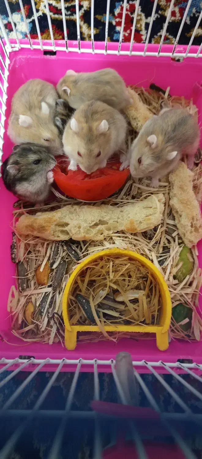 همستر کوچک ۶ تا|موش و خرگوش|تبریز, |دیوار