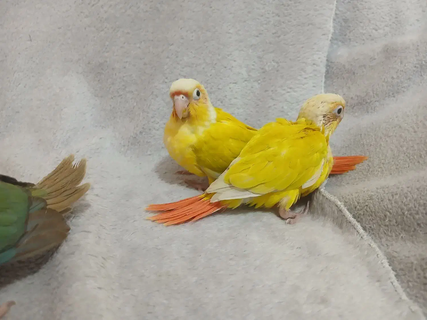 سانچیک گرینچیک فنچ نرگسی|پرنده|ماهدشت, |دیوار