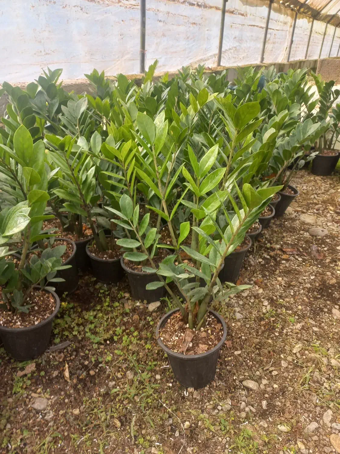 فروش تعداد زاموفیلیا|گل و گیاه طبیعی|شیرود, |دیوار