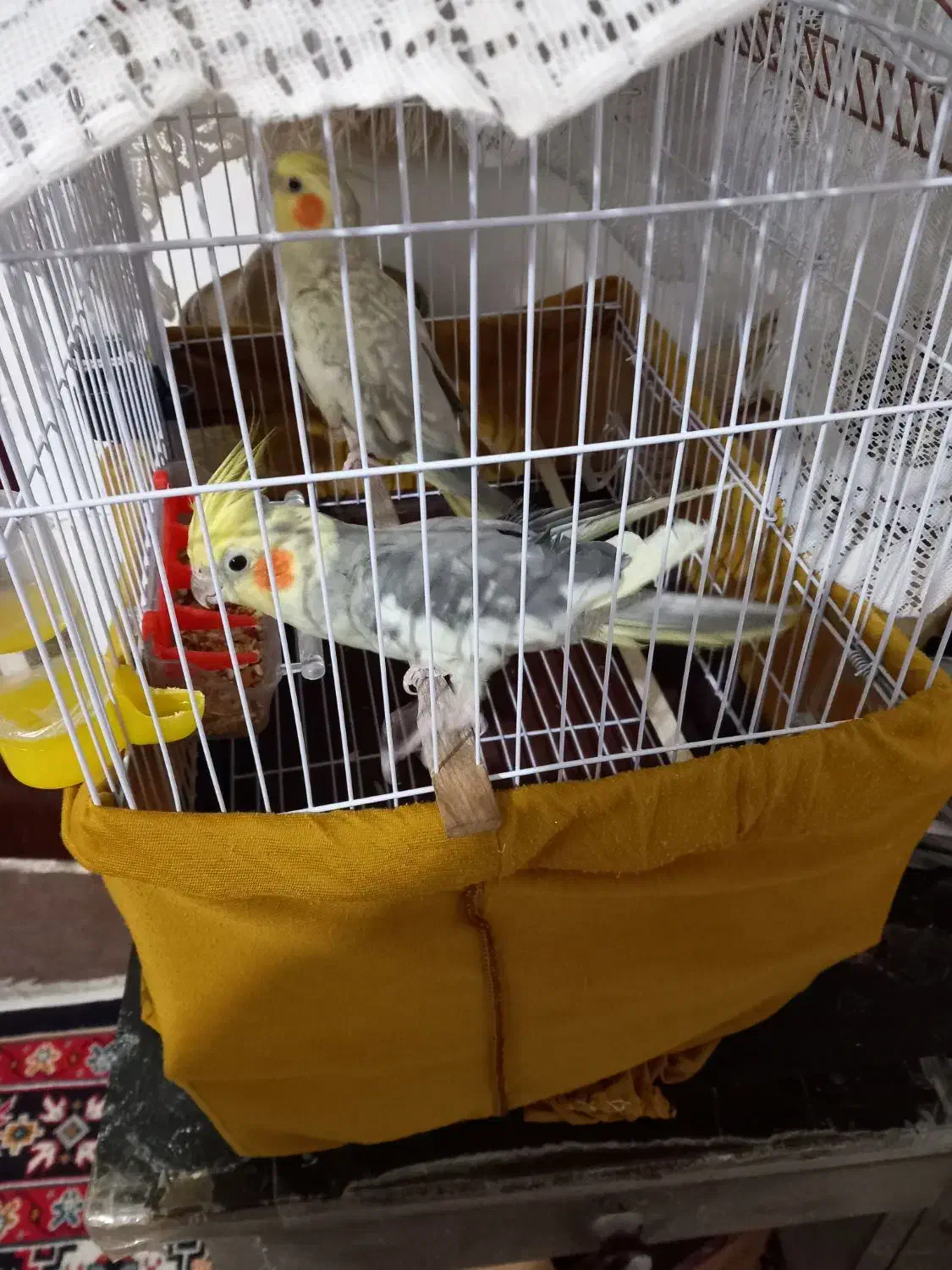 طوطی عروس|پرنده|آستانه اشرفیه, |دیوار