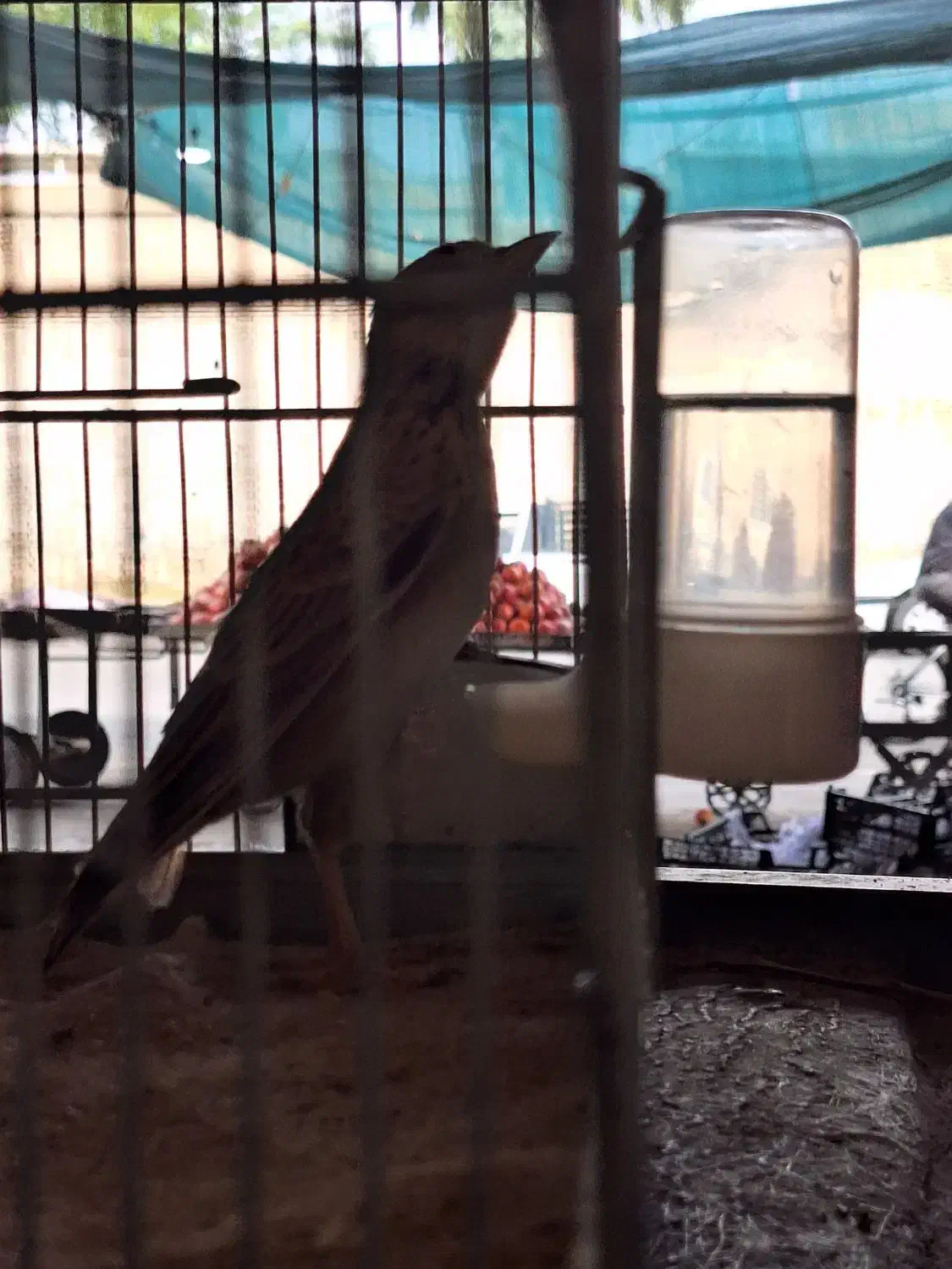 قناری شیرازی دهن دار|پرنده|دزفول, |دیوار