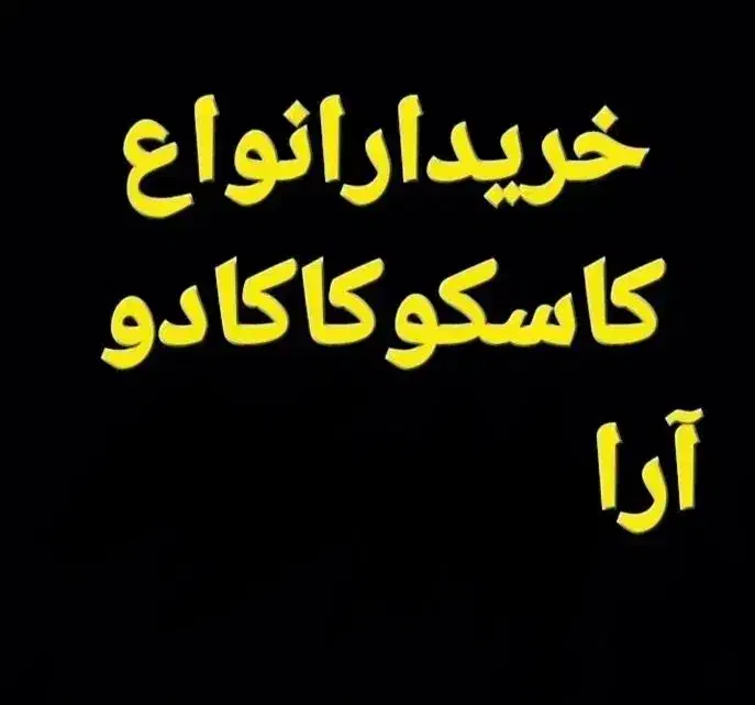 ارا کاسکو کاکادو ملوکان شاه طوطی|پرنده|تبریز, |دیوار