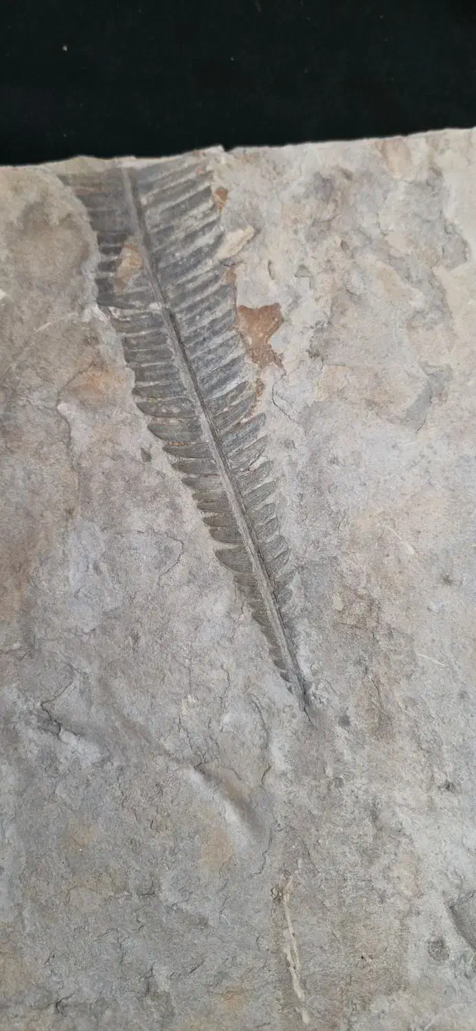 فسیل گیاهی|کلکسیون و سرگرمی|دماوند, دماوند|دیوار