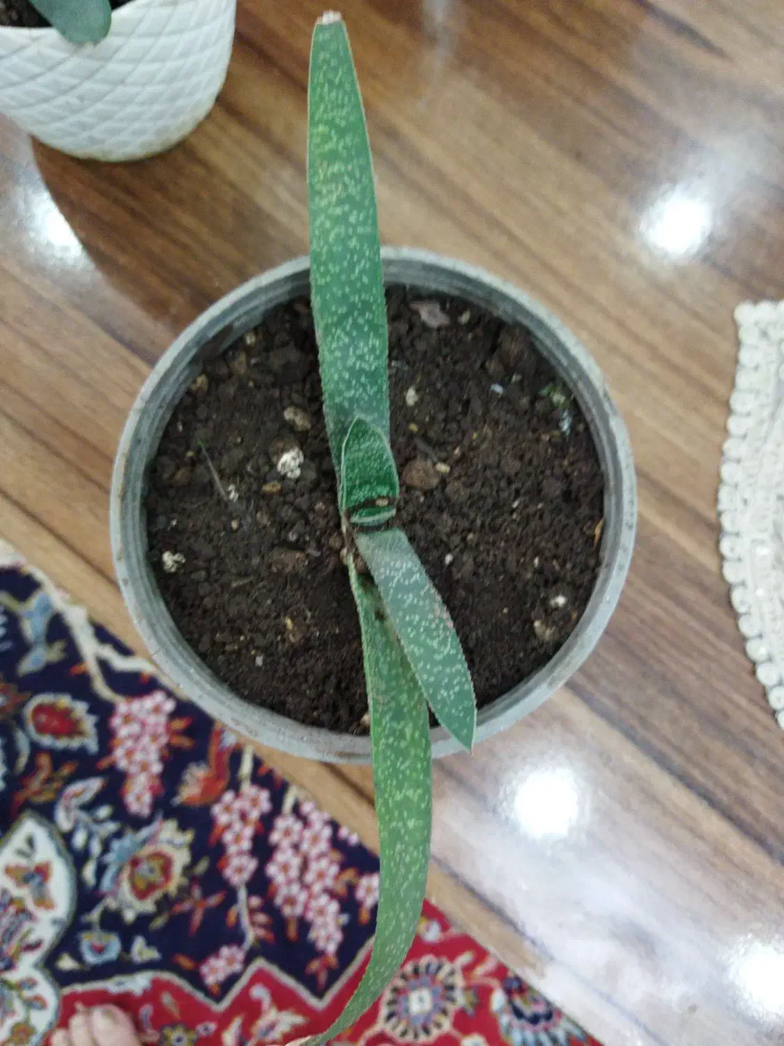 گلهای کاکتوس|گل و گیاه طبیعی|رشت, حافظ آباد|دیوار