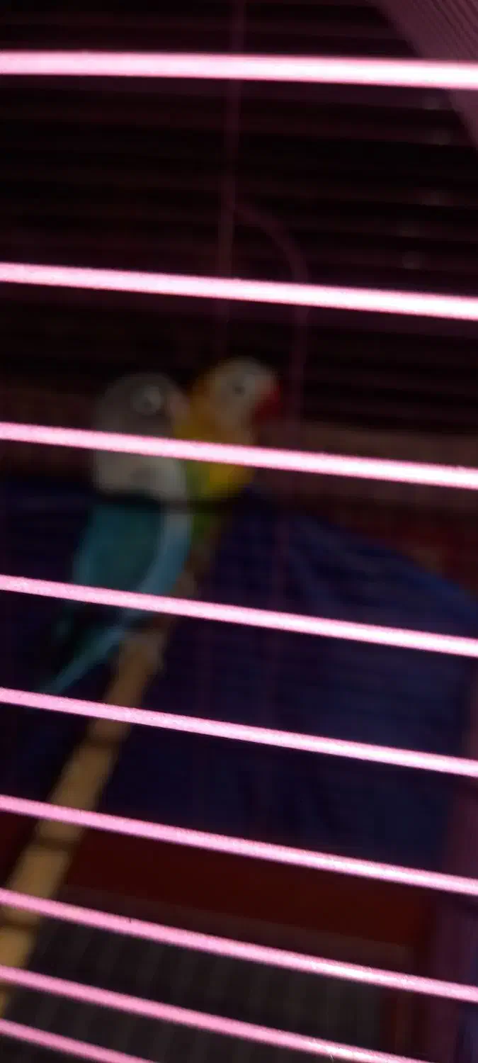 دو عدد طوطی برزیلی تخم گزار|پرنده|شاهرود, |دیوار