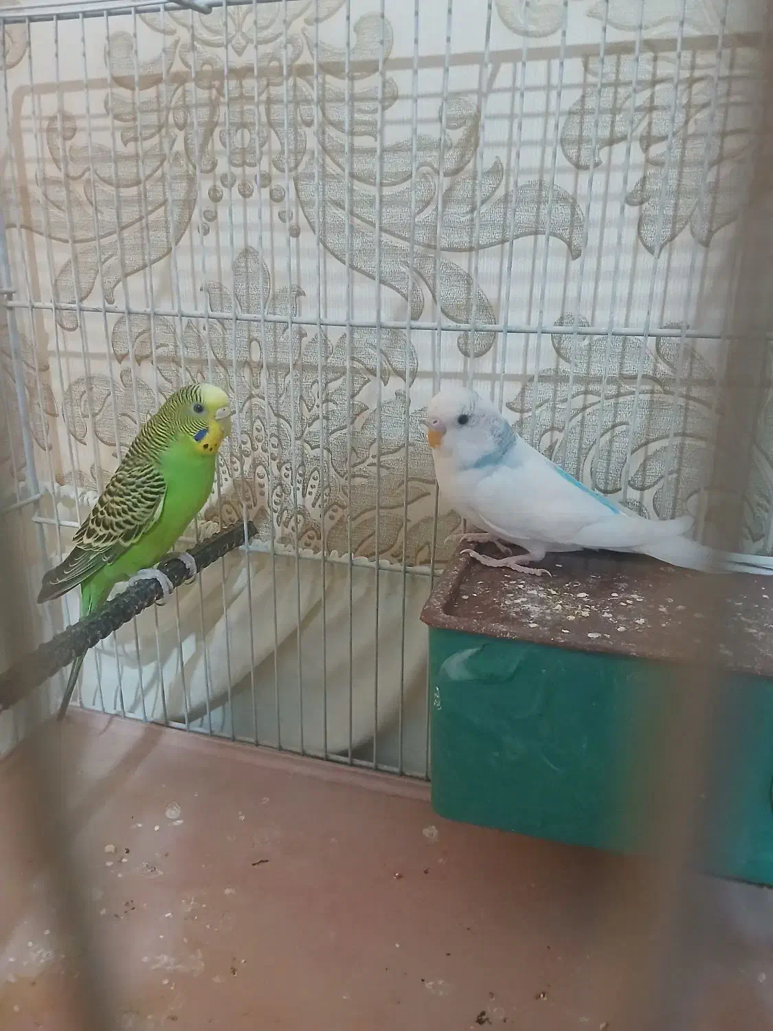 مرغ عشق|پرنده|قزوین, |دیوار