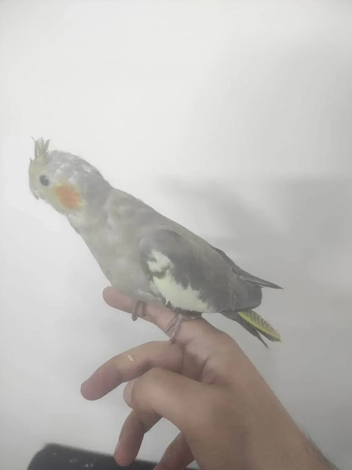 ۴ عدد جوجه عروس هلندی  ۳۸ روزه|پرنده|تهران, افسریه شمالی|دیوار