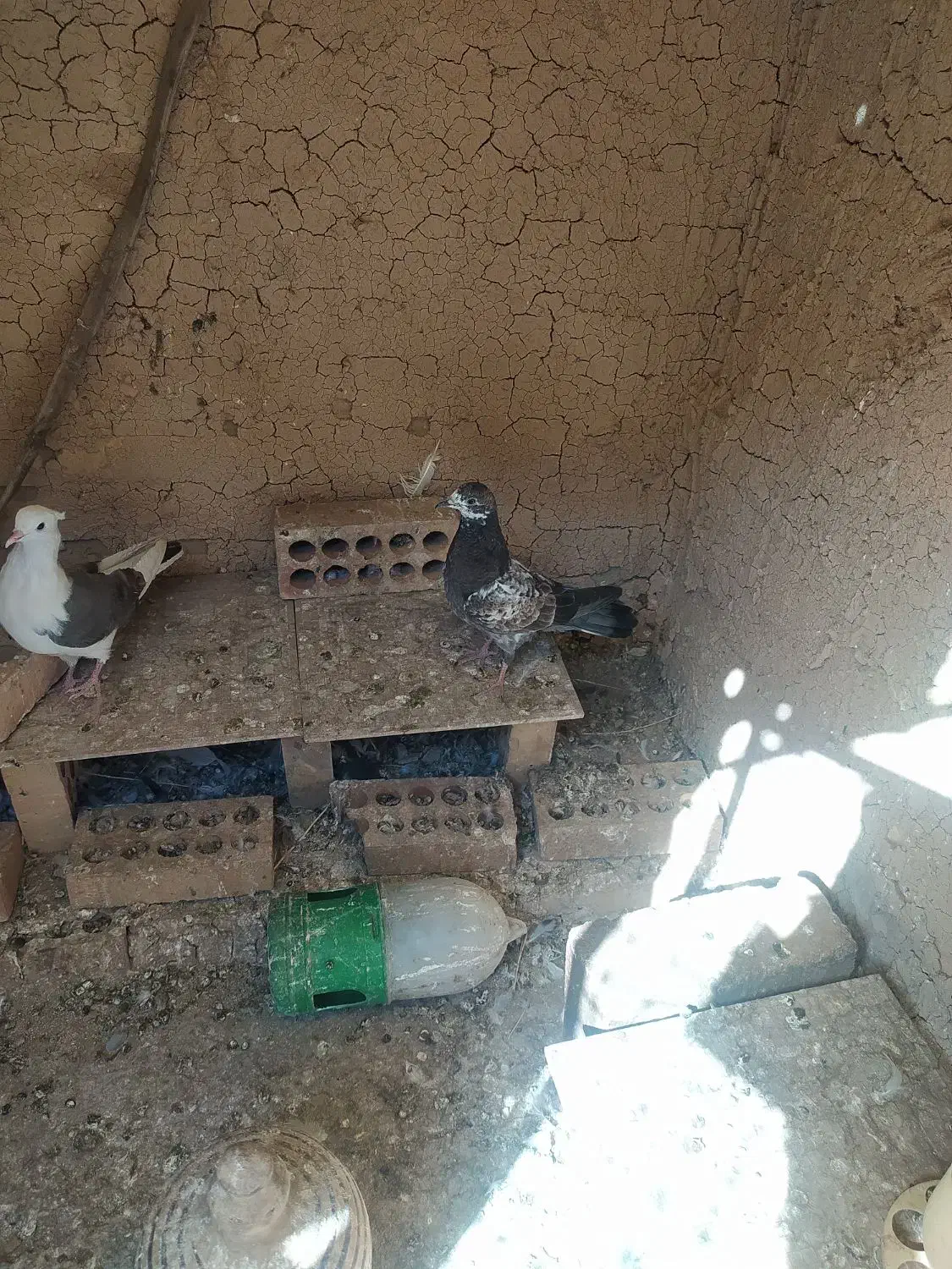 ماده تهرانی به شرط سلامت|پرنده|کهریزک, |دیوار