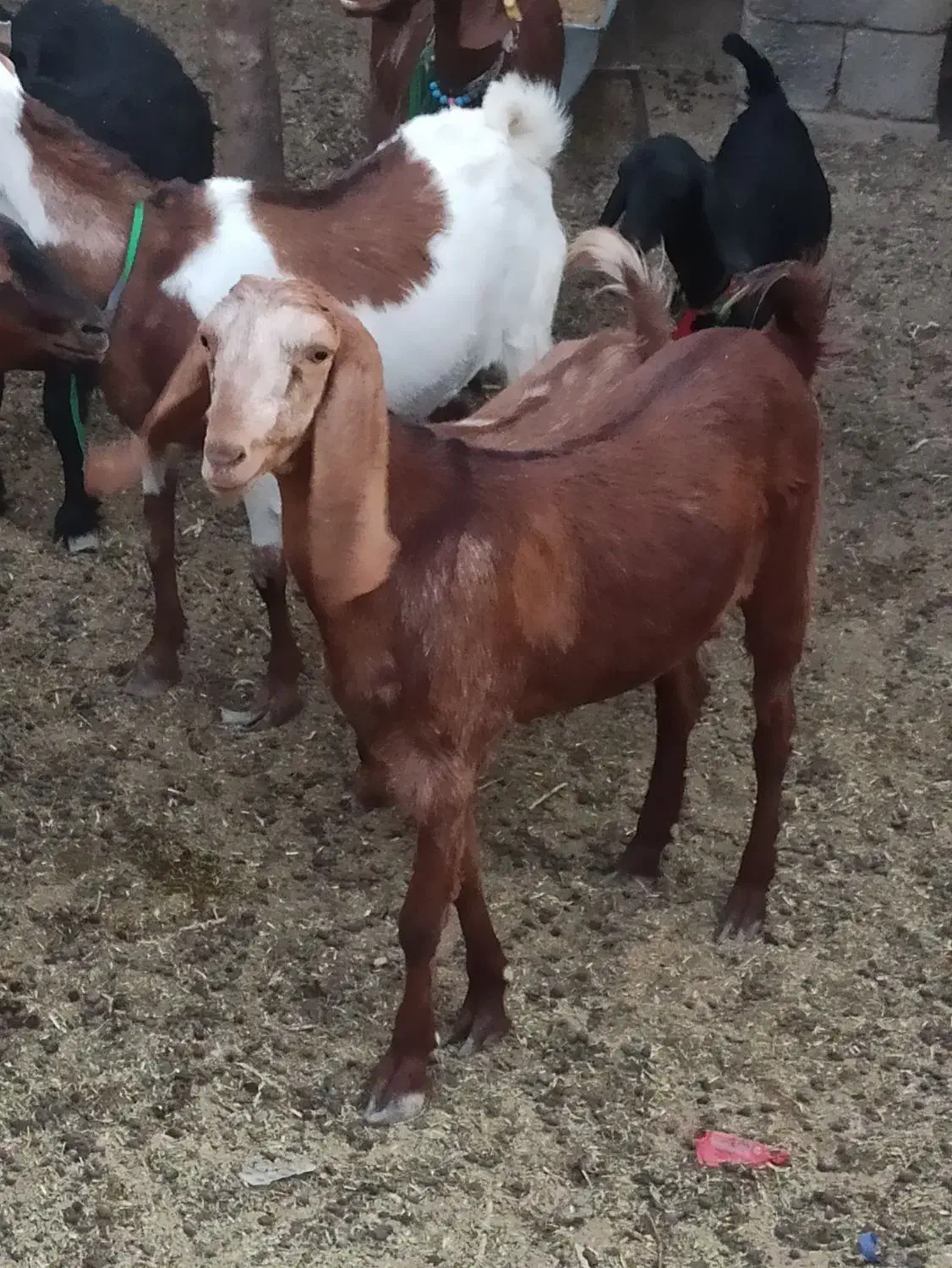 بزه ماده|حیوانات مزرعه|زابل, |دیوار