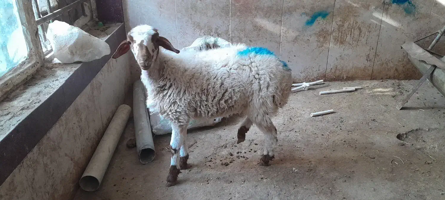 بره ماده نگهداشت یا کشتار|حیوانات مزرعه|مشهد, شهید قربانی|دیوار