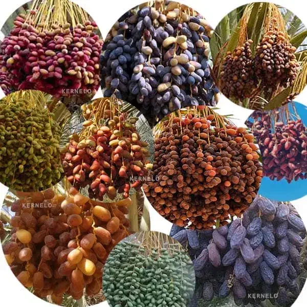 فروش خرما و محصولات خرما|عمدهفروشی|برازجان, |دیوار