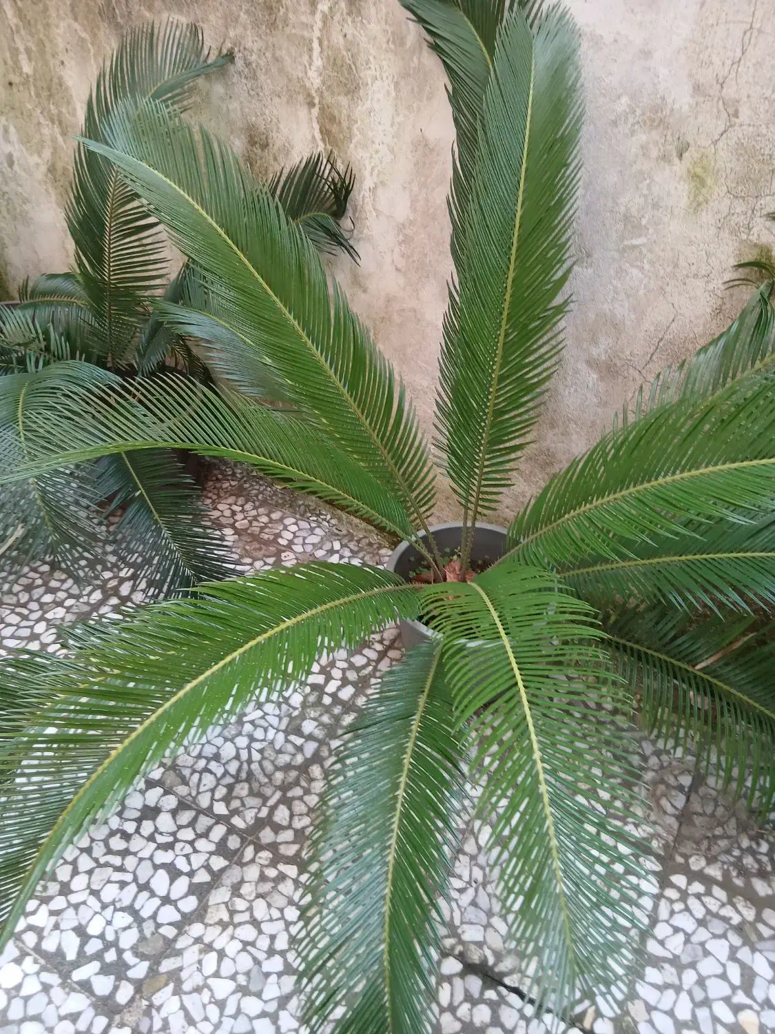 سیکاس|گل و گیاه طبیعی|رشت, منظریه|دیوار