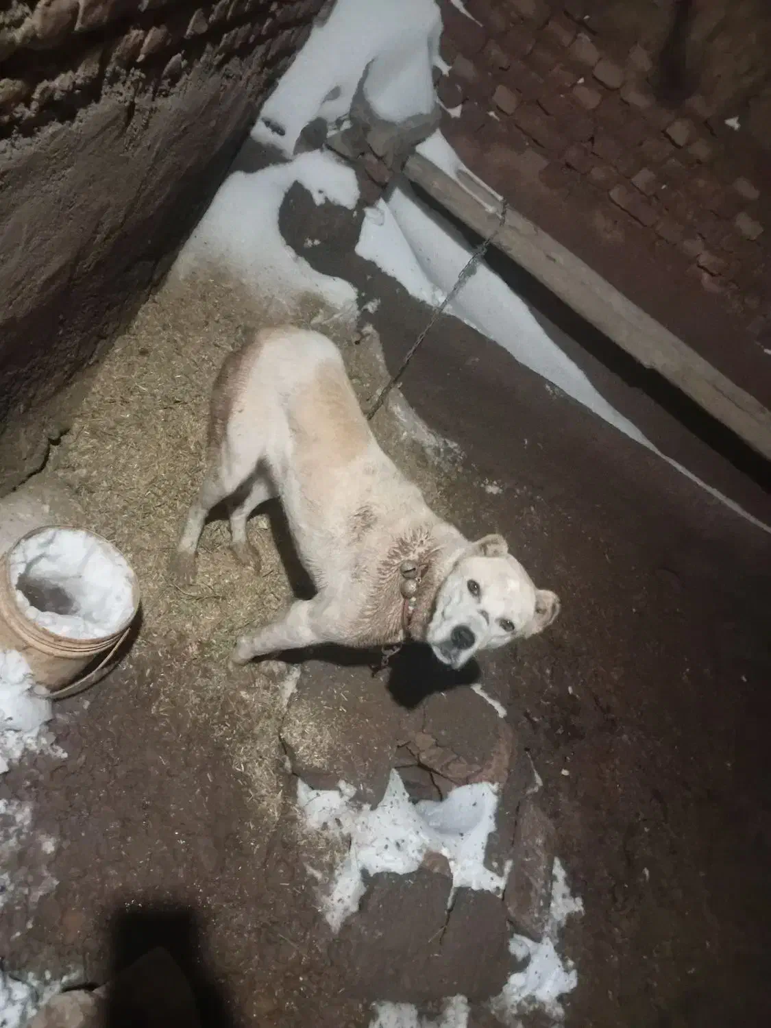 سگ ا|سگ|اسحاق آباد, |دیوار