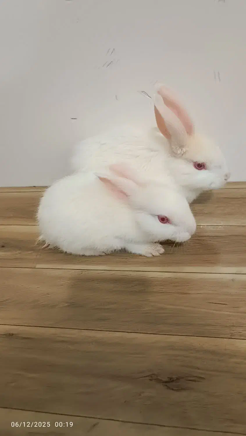 یه جفت خرگوش سفید نر و ماده اهلی خونگی|موش و خرگوش|نهاوند, |دیوار