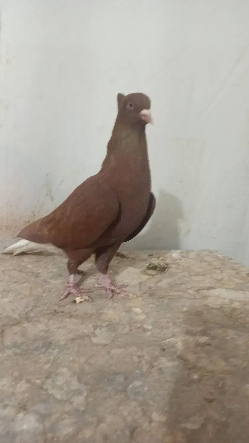 سرخ دم سفید|پرنده|بهبهان, |دیوار