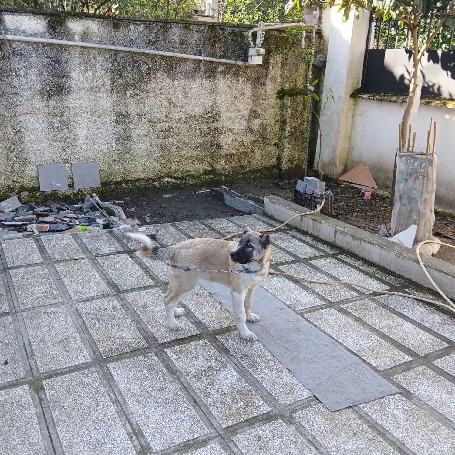 توله سرابی نژاد دار|سگ|تهران, جوادیه تهرانپارس|دیوار