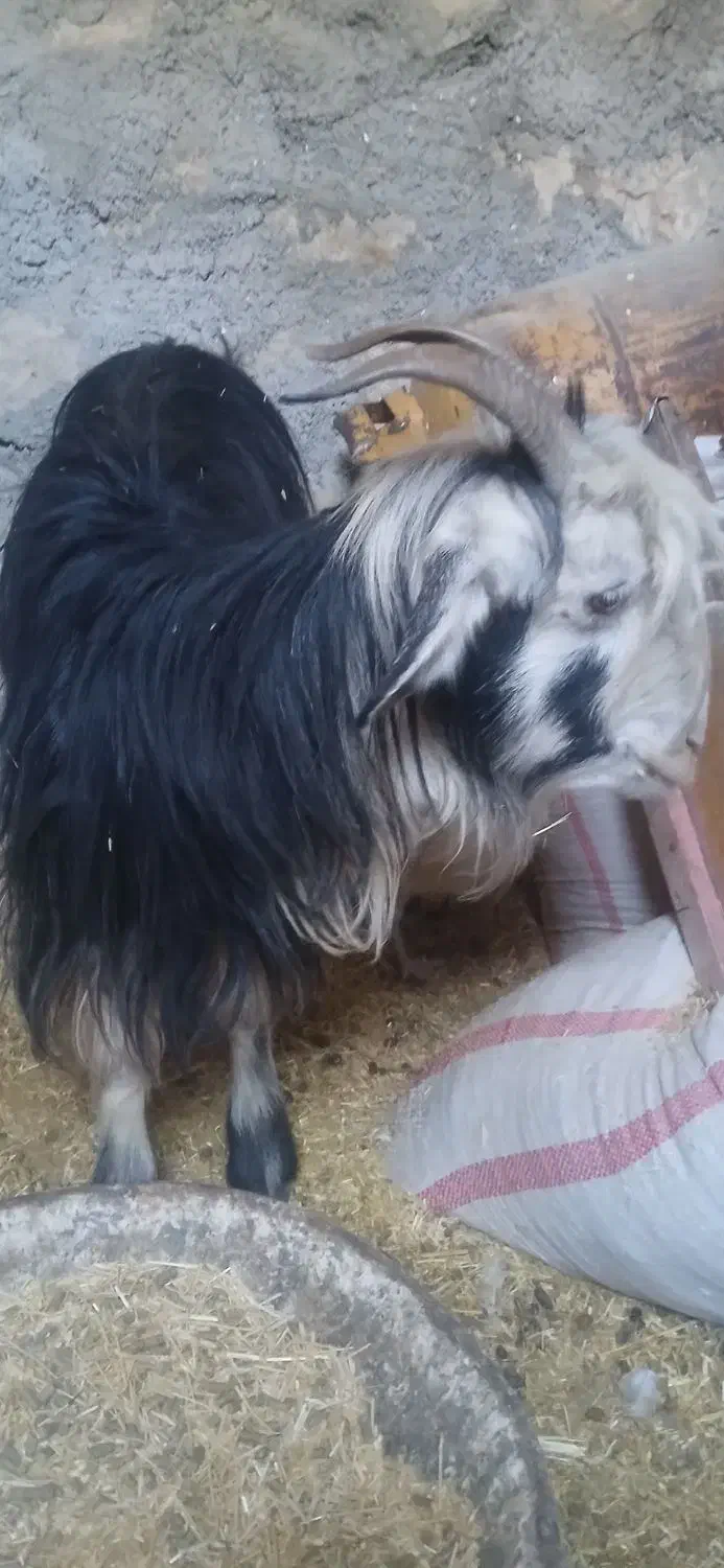 فروش بز محلی و سانن|حیوانات مزرعه|دزپارت, |دیوار