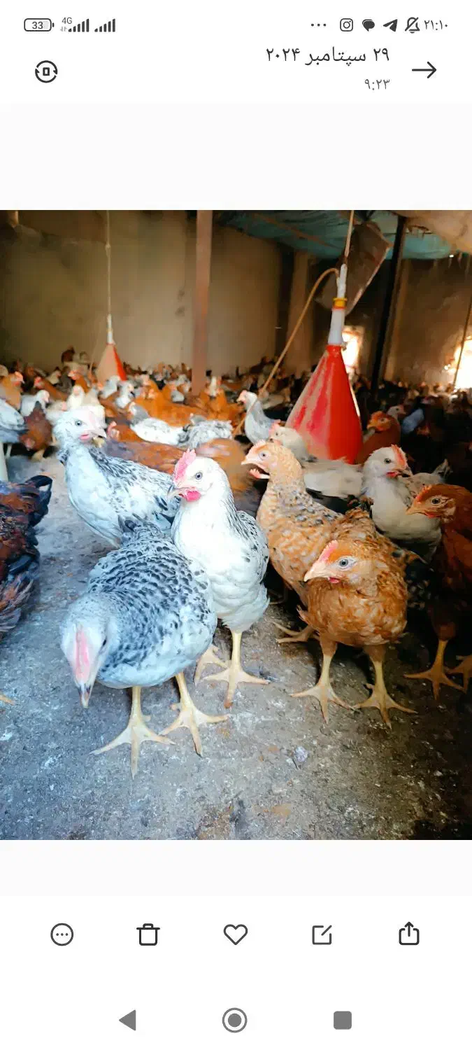 خروس و مرغ محلی|حیوانات مزرعه|لنگرود, |دیوار