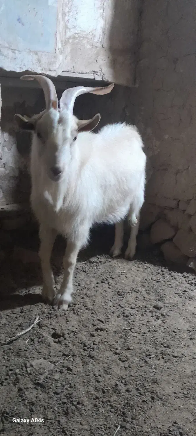 نربزسانن نژاددار|حیوانات مزرعه|درمیان, |دیوار