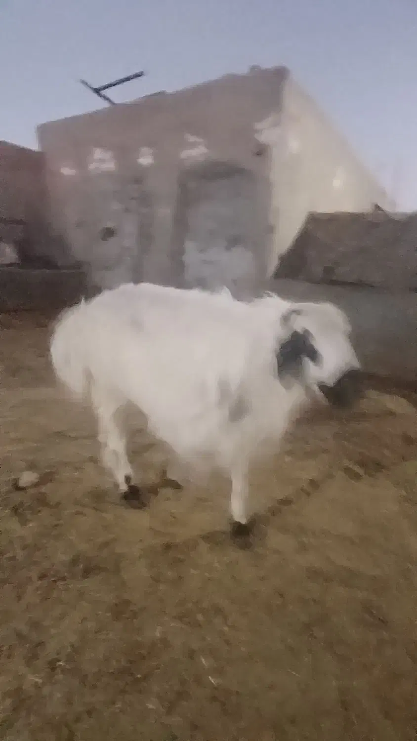 بره نر|حیوانات مزرعه|زاهدان, |دیوار