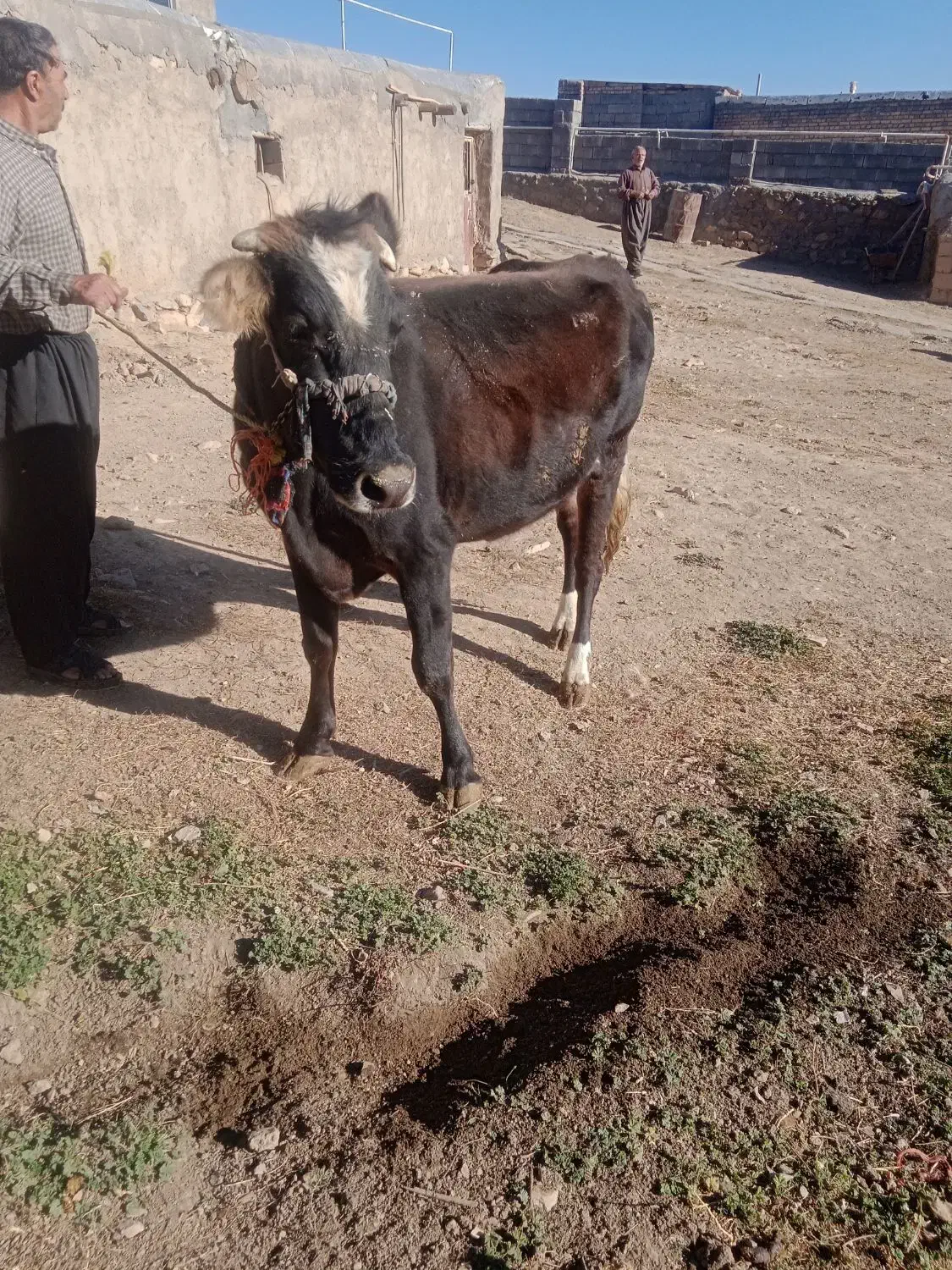 قیمت 7800000|حیوانات مزرعه|باوله, |دیوار