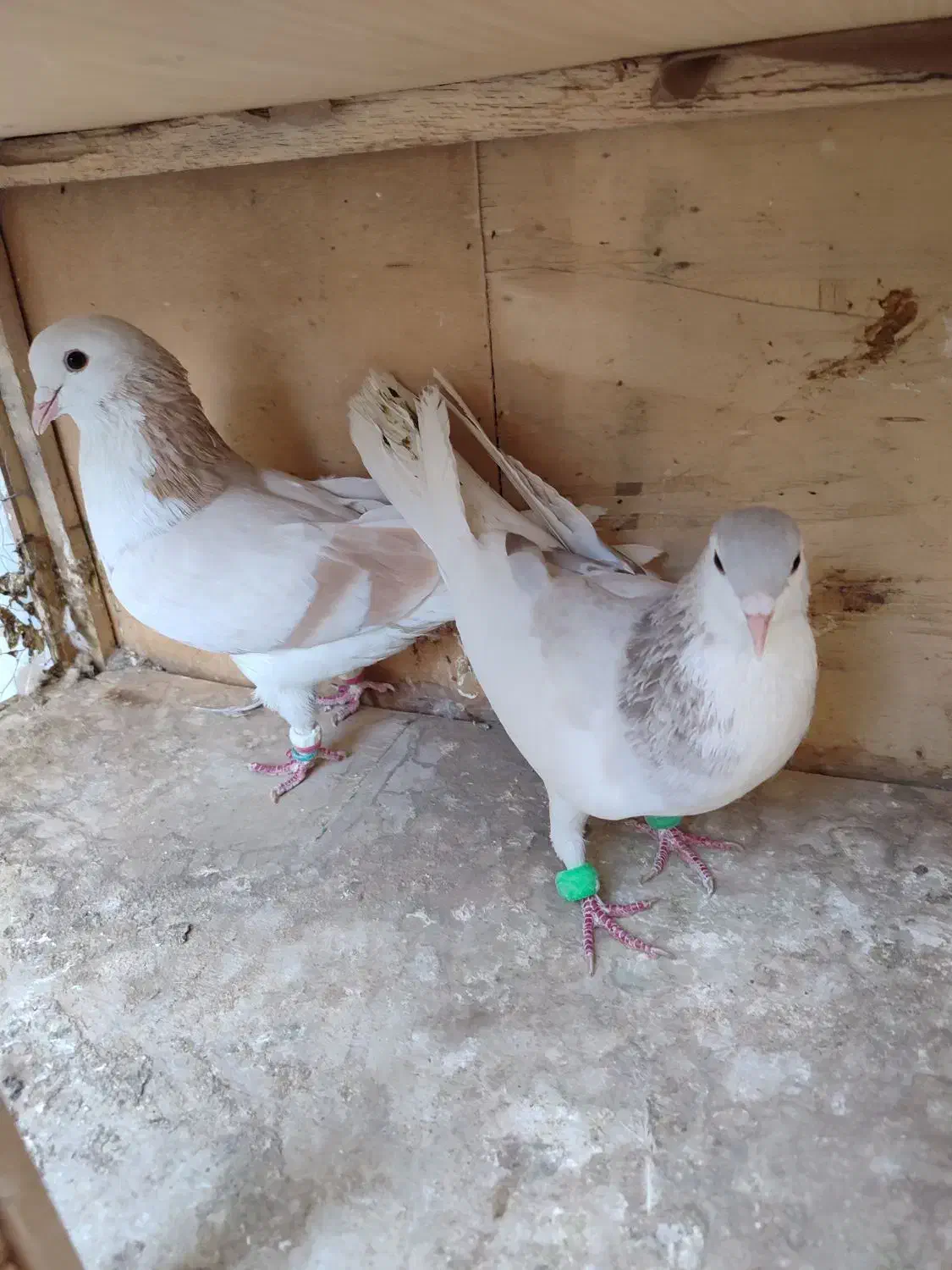 چن جفت کبوتر|پرنده|تهران, مسعودیه|دیوار