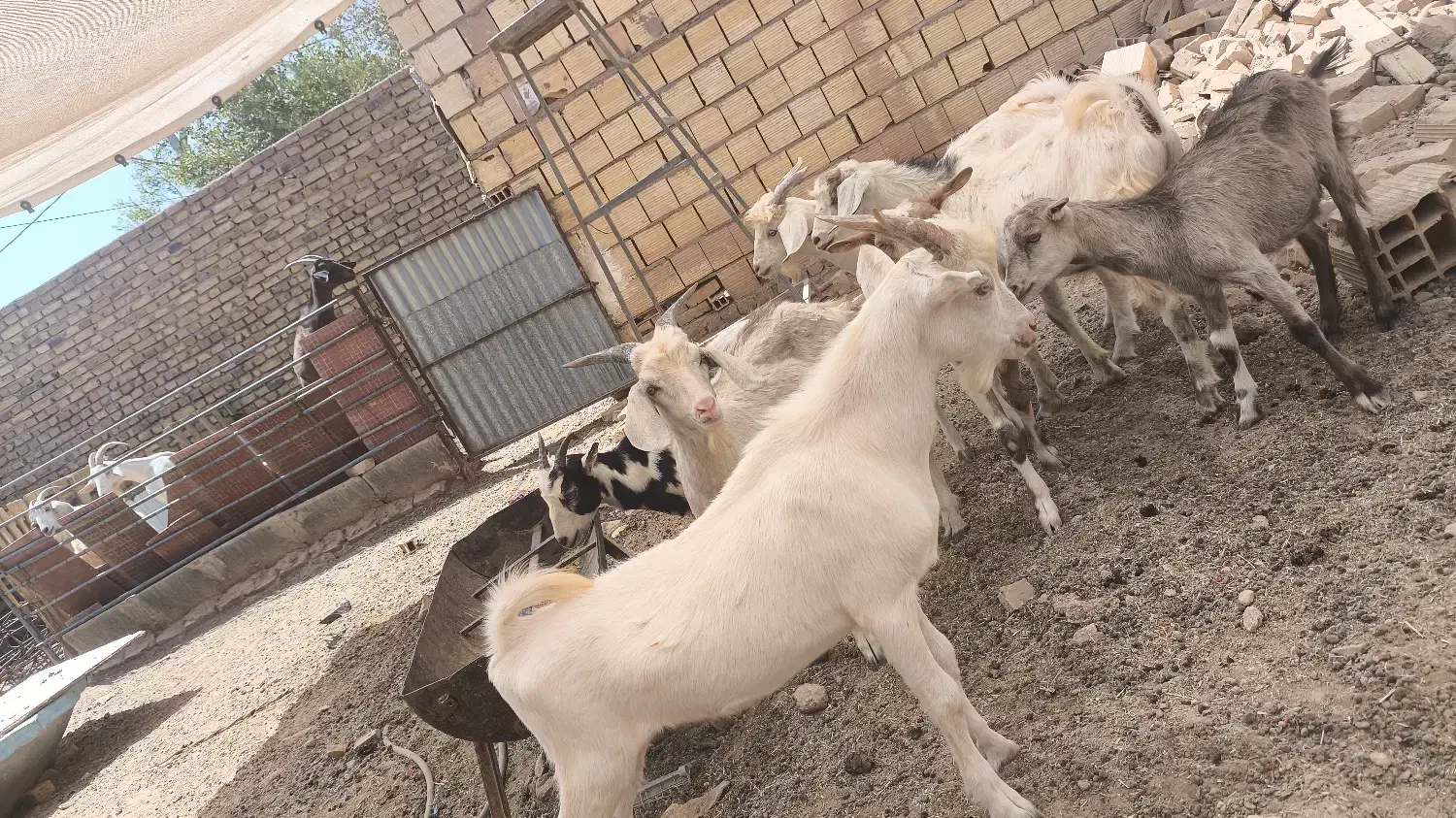 بز و کره درجه یک|حیوانات مزرعه|میبد, |دیوار