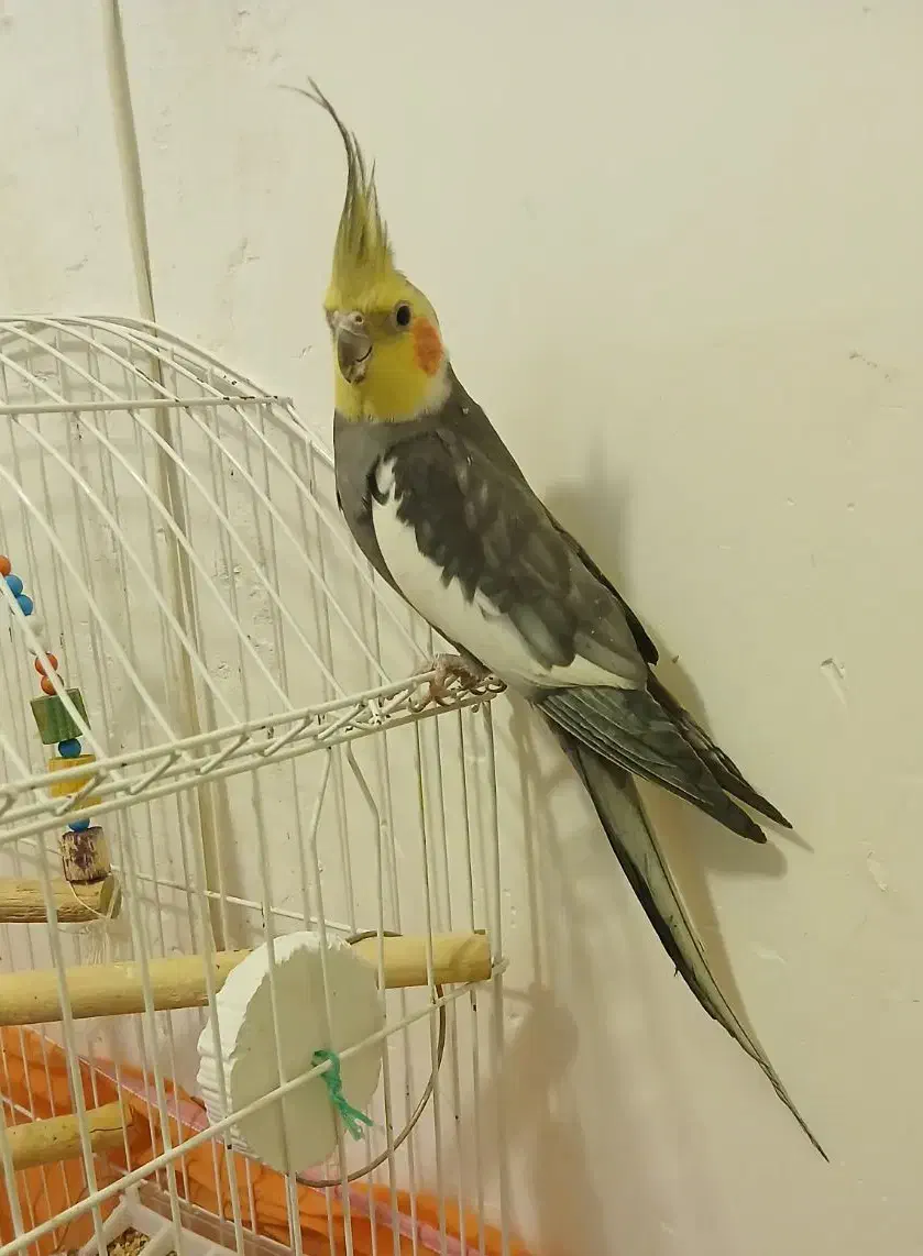 عروس هلندی نر|پرنده|رفسنجان, |دیوار