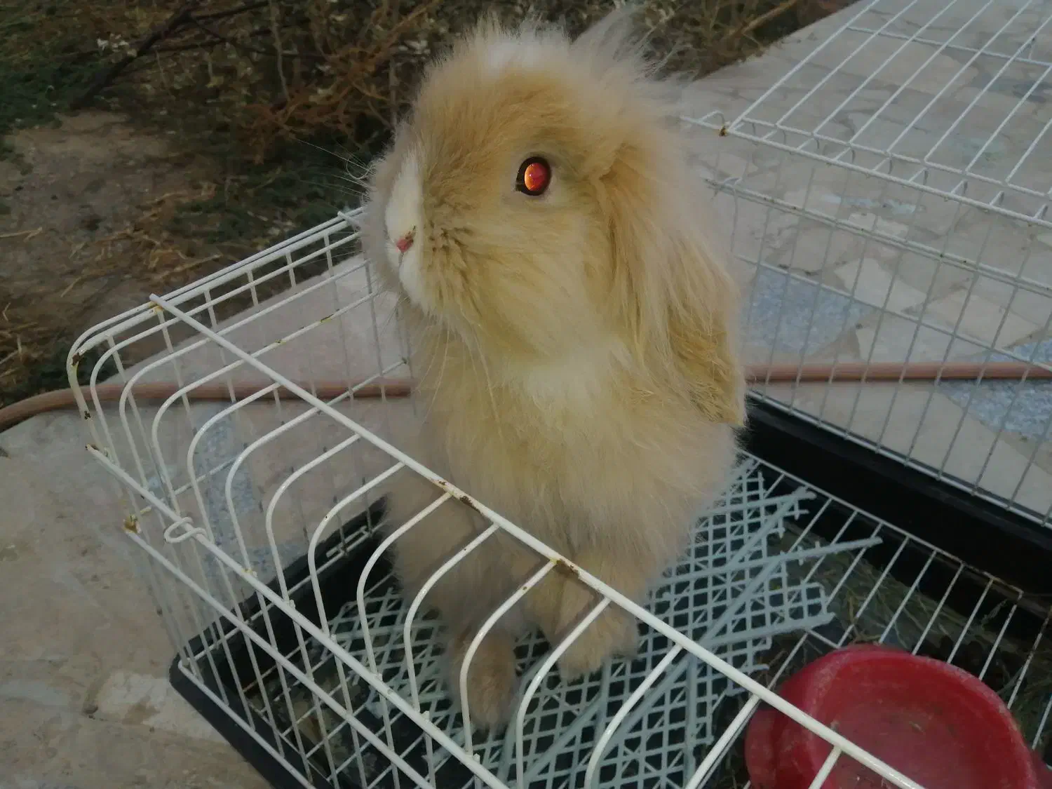 خرگوش لوپ ماده|موش و خرگوش|گلبهار, شهر جدید گلبهار|دیوار