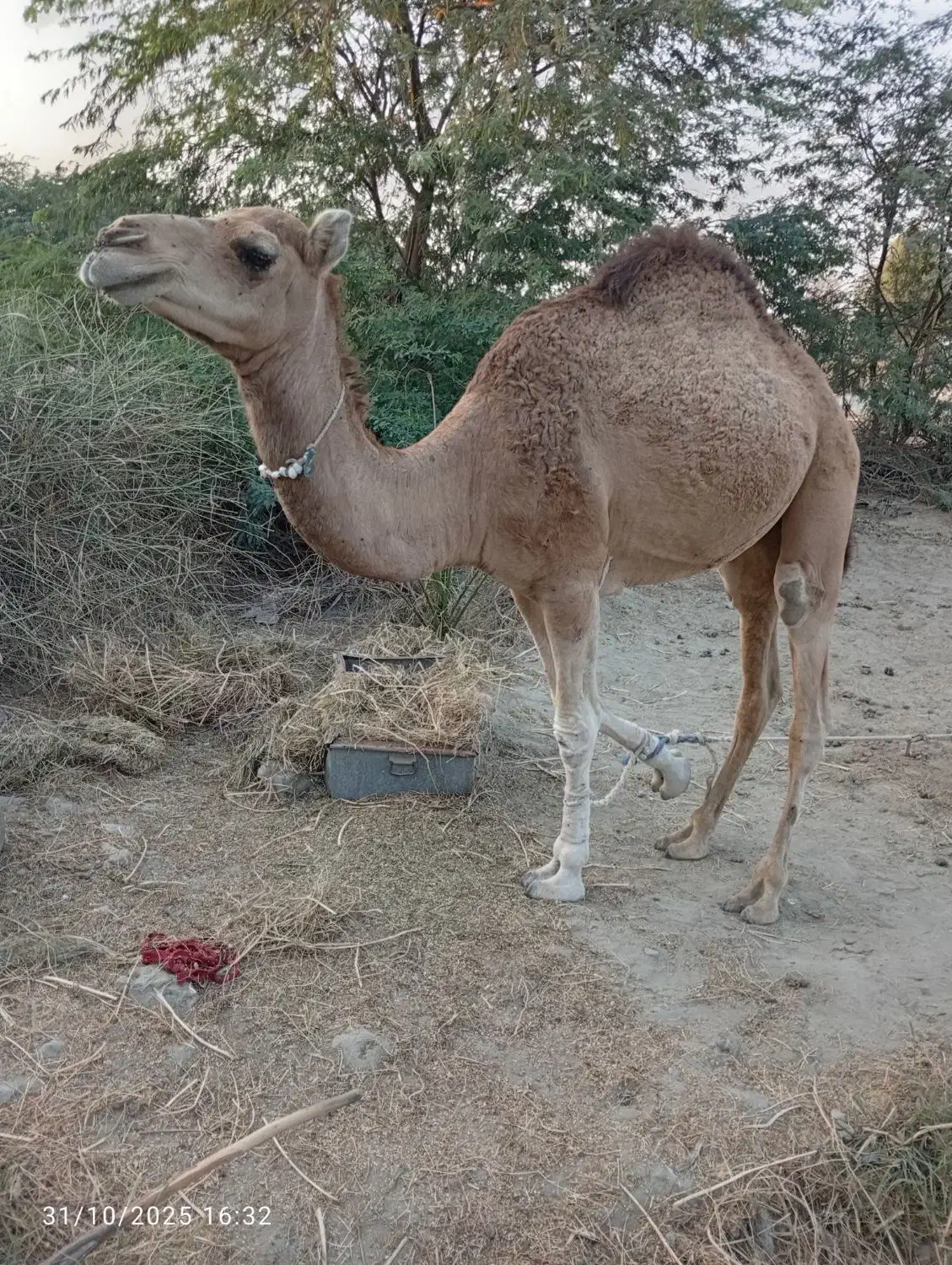 شتر نر|حیوانات مزرعه|میناب, |دیوار