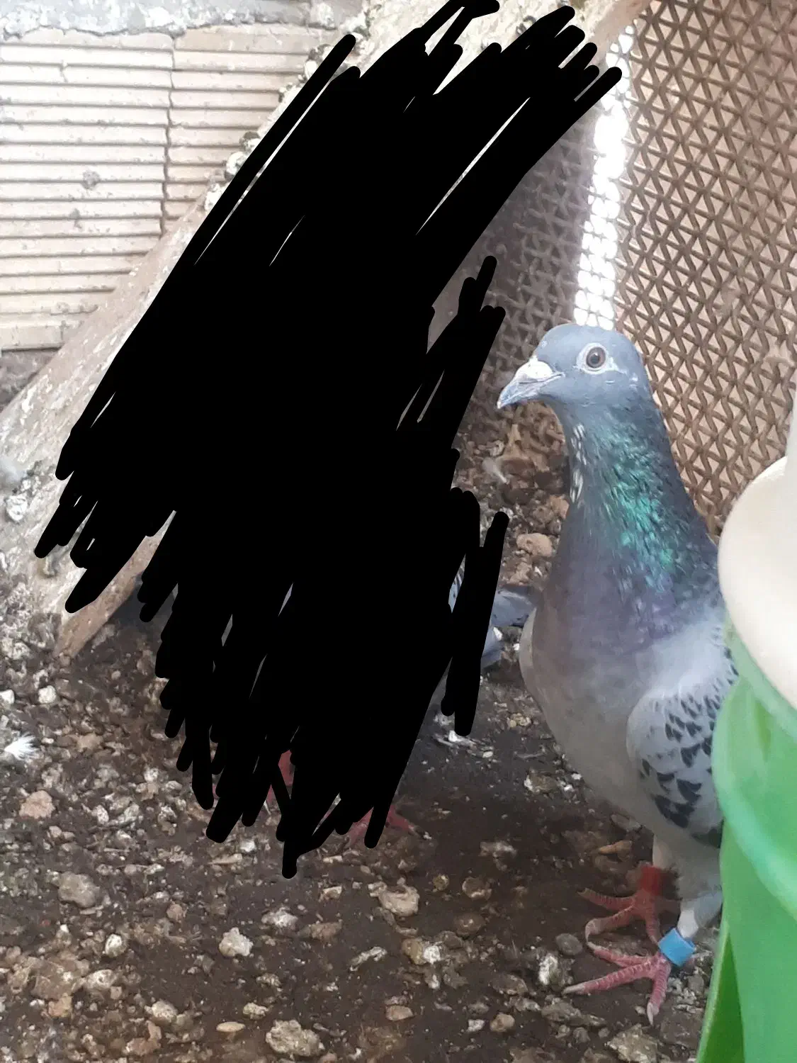 پلاکی ماده پرسفید|پرنده|شوشتر, |دیوار