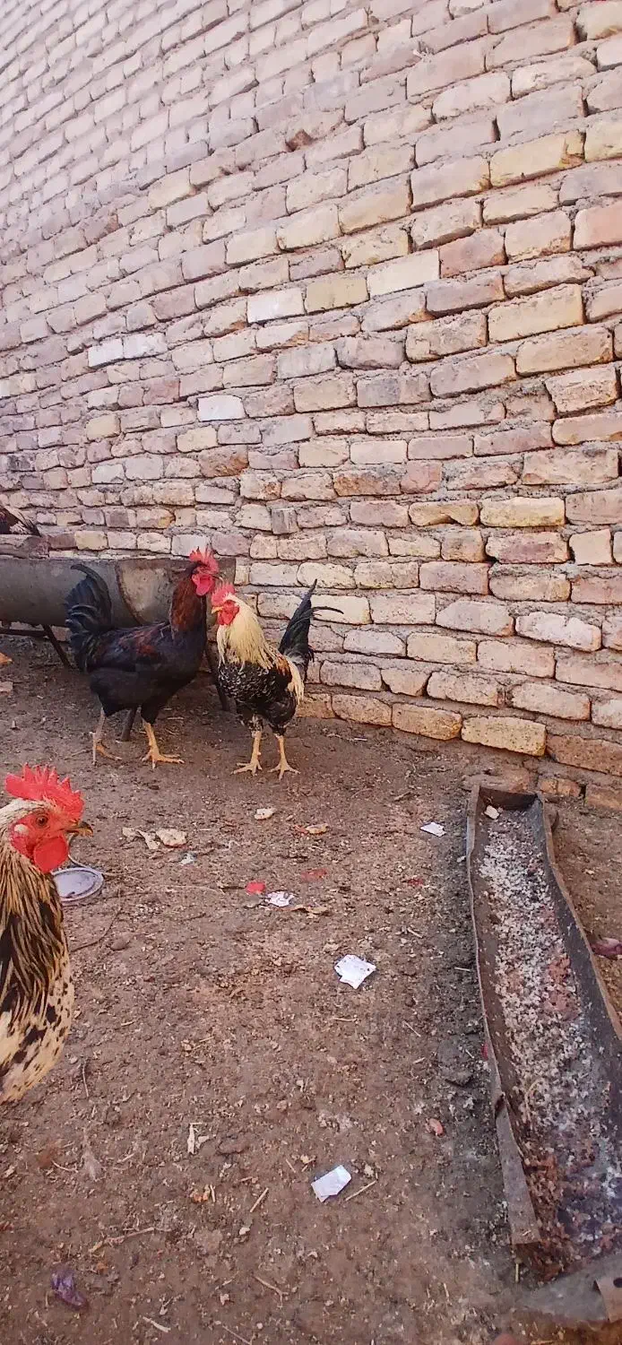 خروس دهات|حیوانات مزرعه|کهک, |دیوار