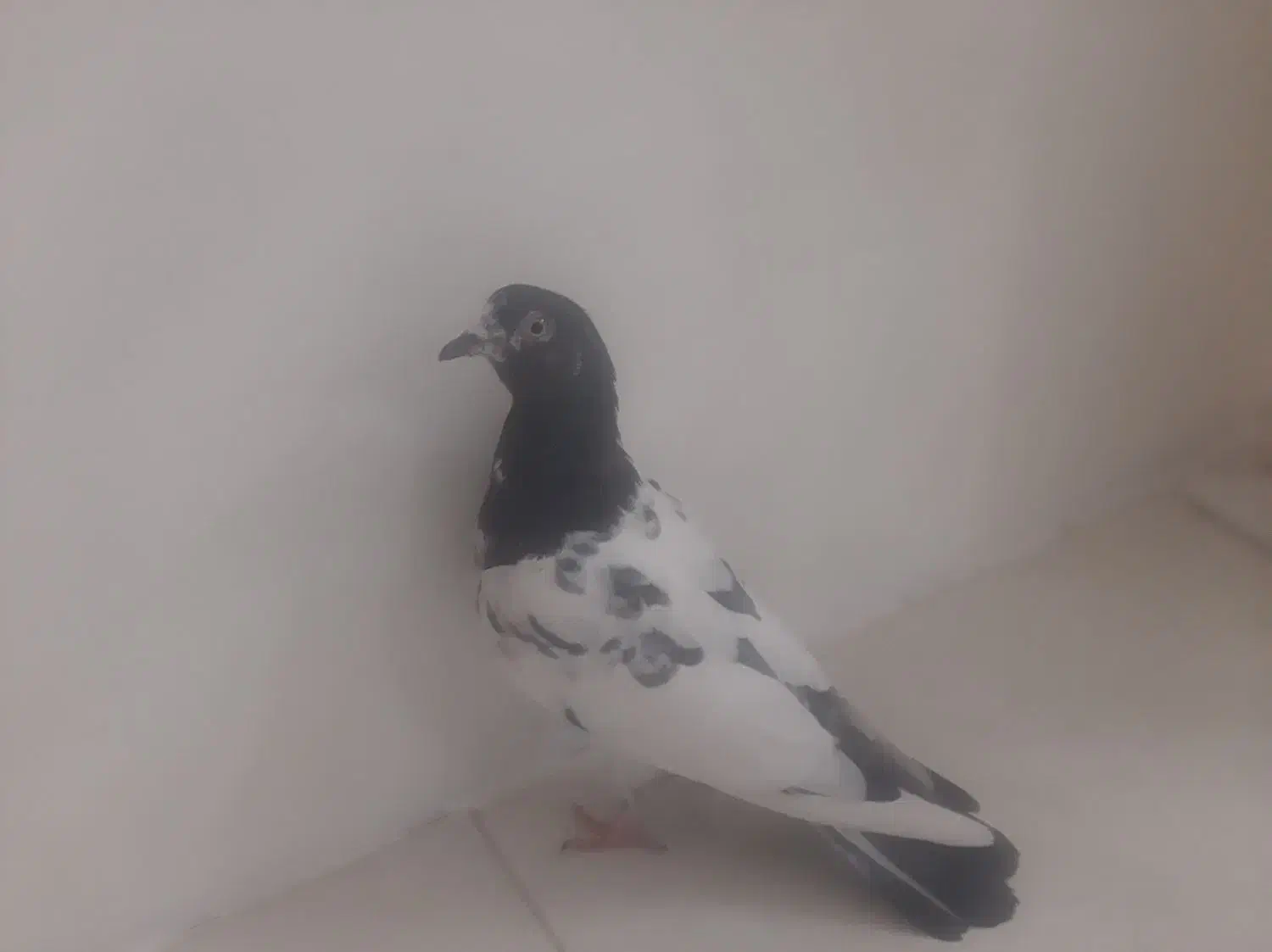 کبوتر پاکستانی تیدی|پرنده|مهریز, |دیوار