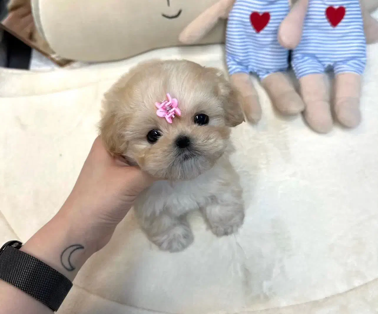 پودل مالتیز مالتیپو اپارتمانی مینیاتوری|سگ|تهران, حر|دیوار